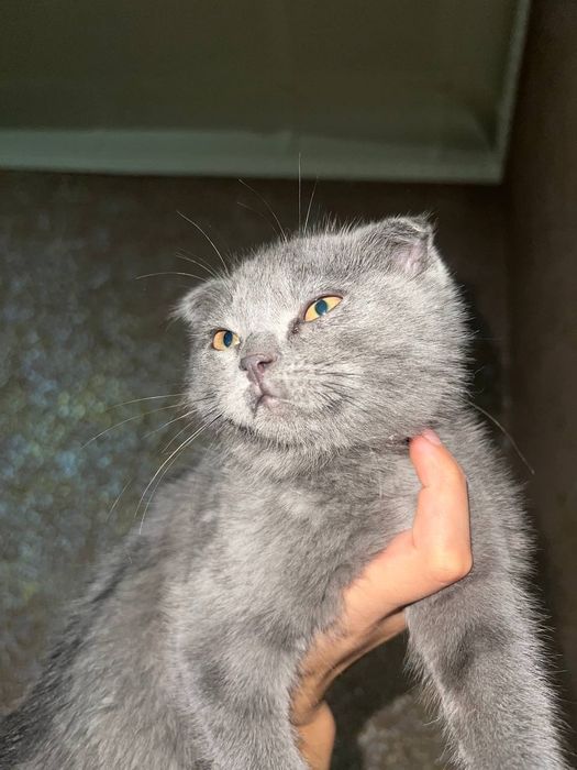Mushuk scottish fold