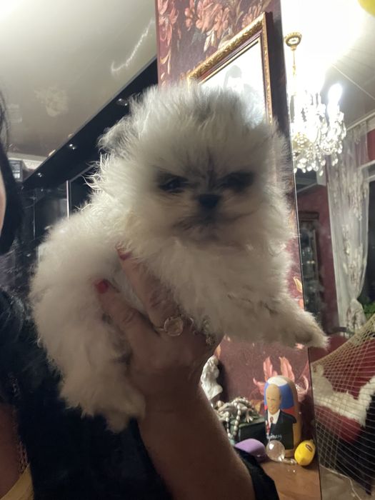 Щенки померанского шпица