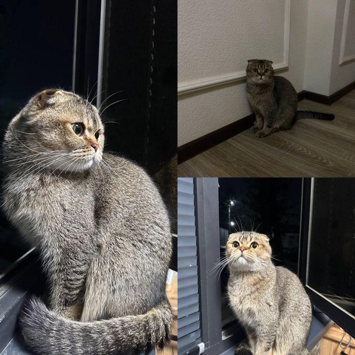 Мушукчалар