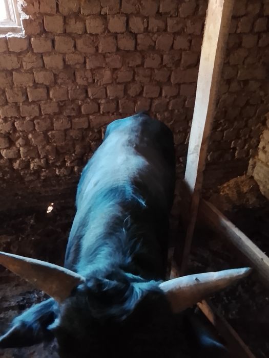 Быки откорм. Семыз