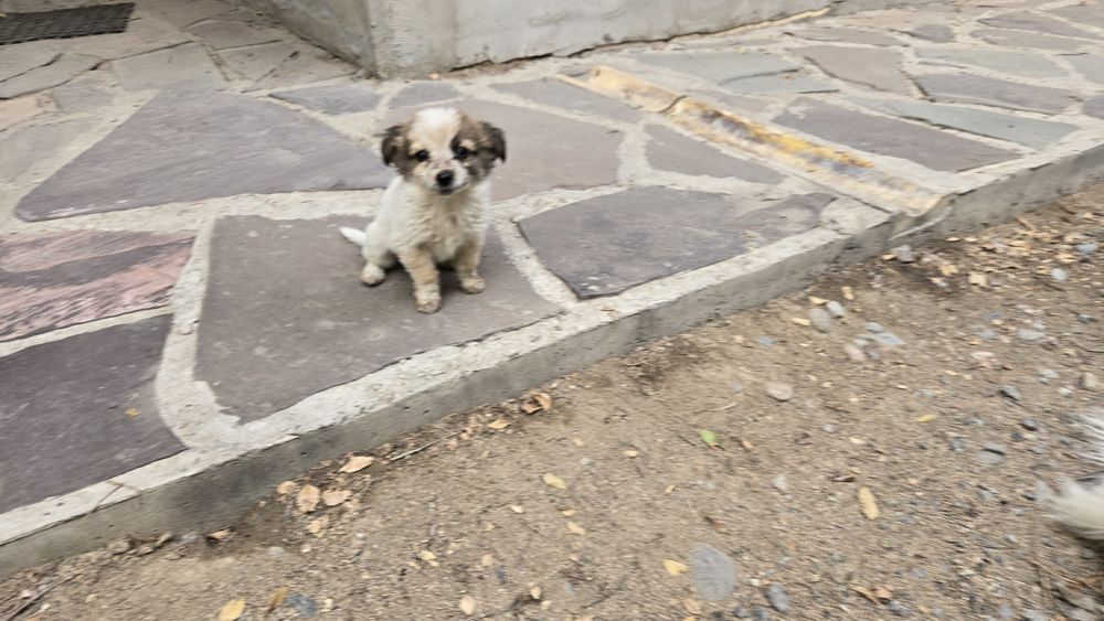 Щенков дворняшек