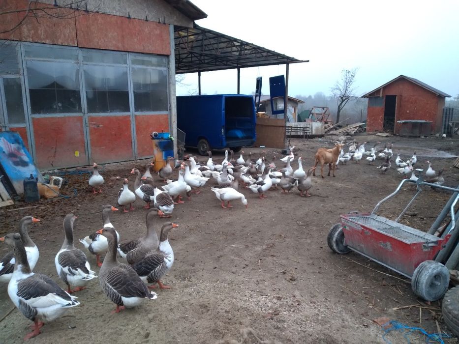 Vand gaste rasa comuna