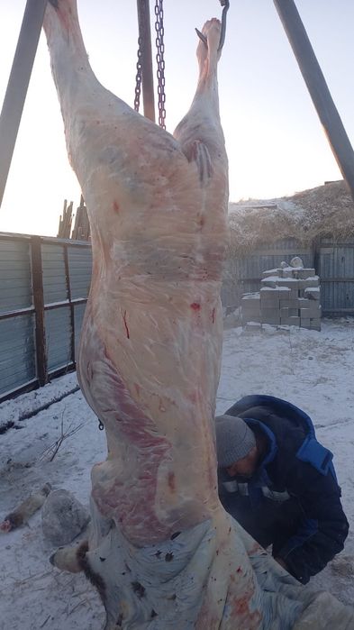 Тай жылғы кунан  лошади