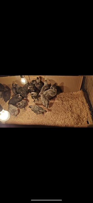 Zot: Avstralorp / Rumin (aralash emas, toza yoʻnalish)

Yoshi: 2 hafta