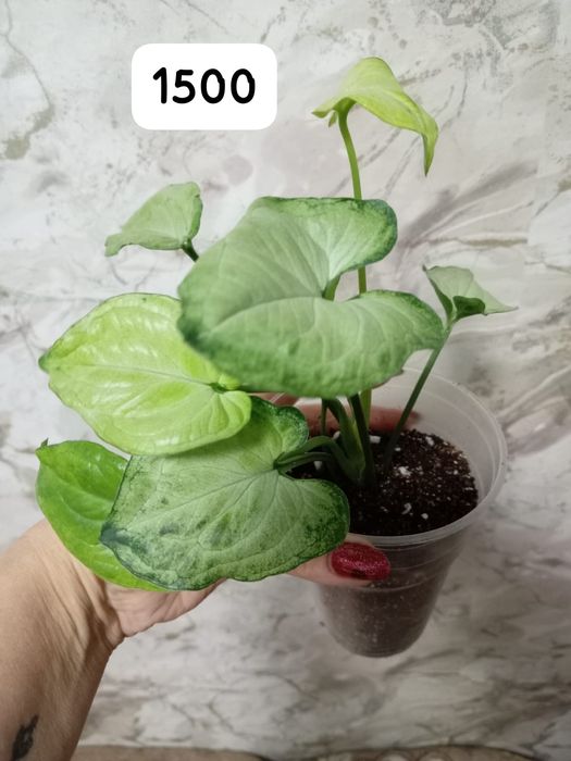 Продам сингониумы