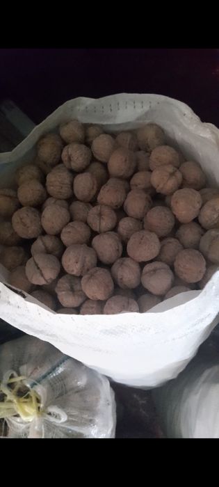 Продам орехи "шоколадное". Жанғақ