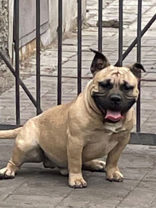 Американский булли