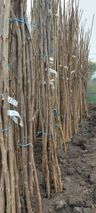 Pomi fructiferi,arbusti fructiferi,plante ornamentale