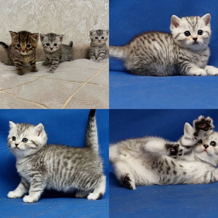 Шотландские котодетки!!!