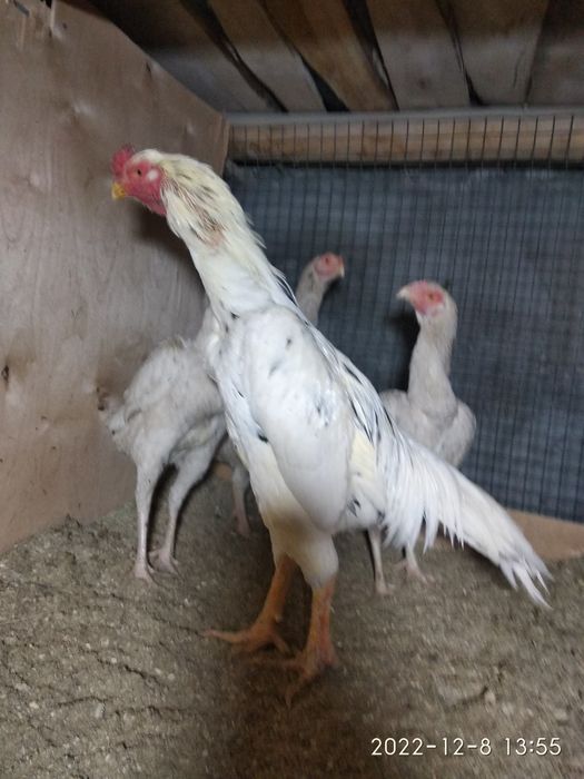 Ок дакан жужалари сотилади