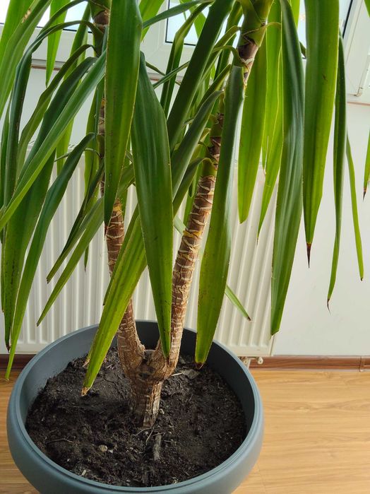 Planta Yuka mare