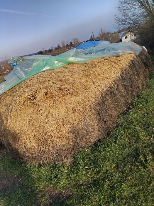 Două căpițe lucerna