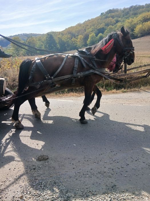 De vanzare armasar