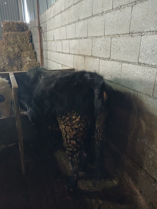 Продам быка на откорме