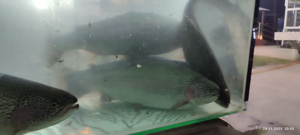 Farel tiriklayin dastafka bor Samarqand buylab