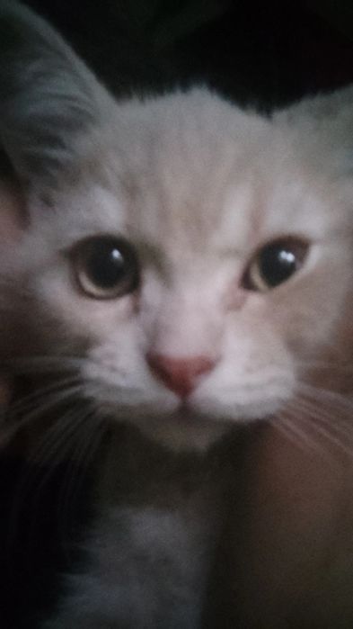 Золотая шиншилла