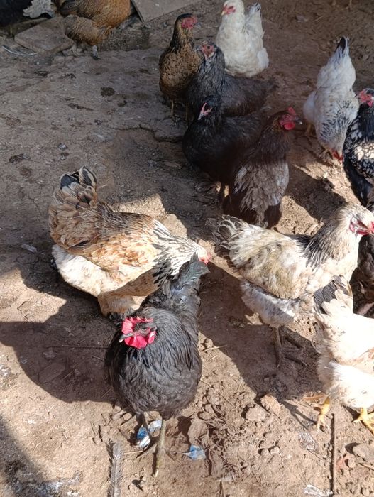 30 тауық 30 Әтеш +-