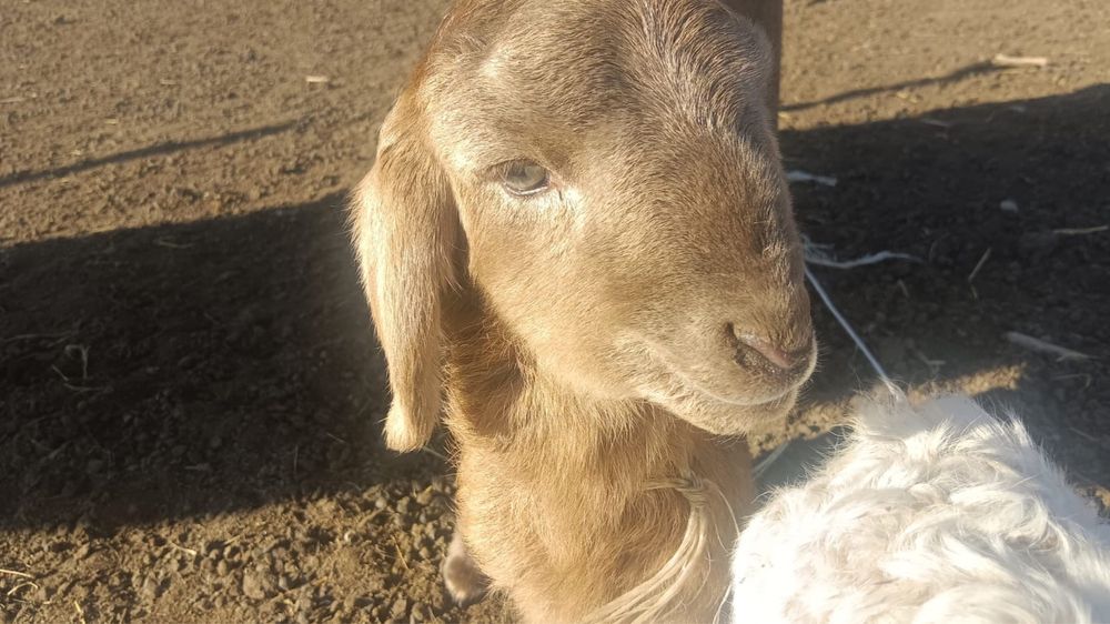 Қозы сатылады срочно арзан бағада