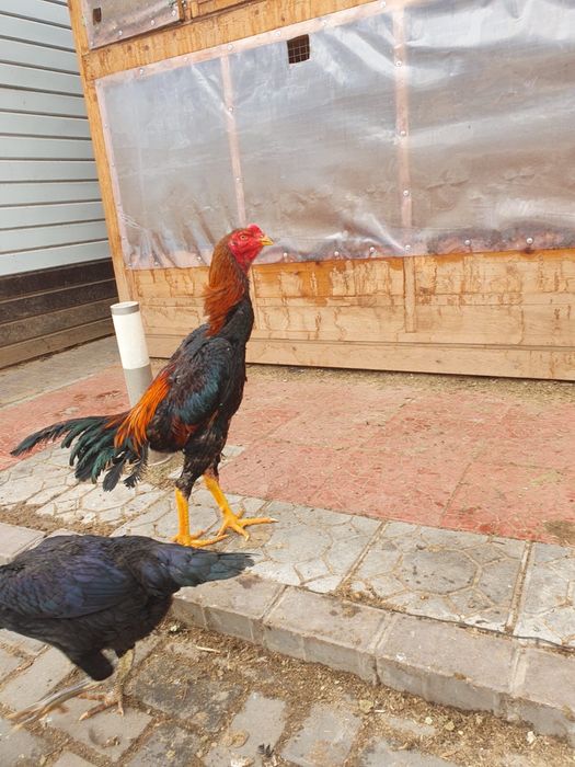 Петухи дакан для спарринга