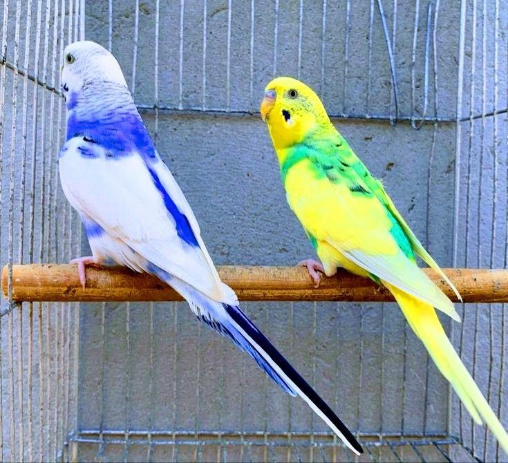 Папугайлар бар !!