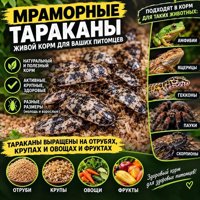 Мраморные тараканы, живой корм
