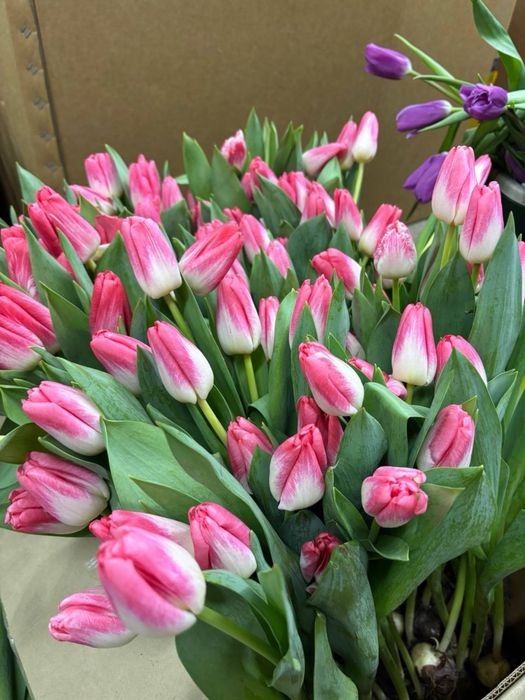 Тюльпан голландский