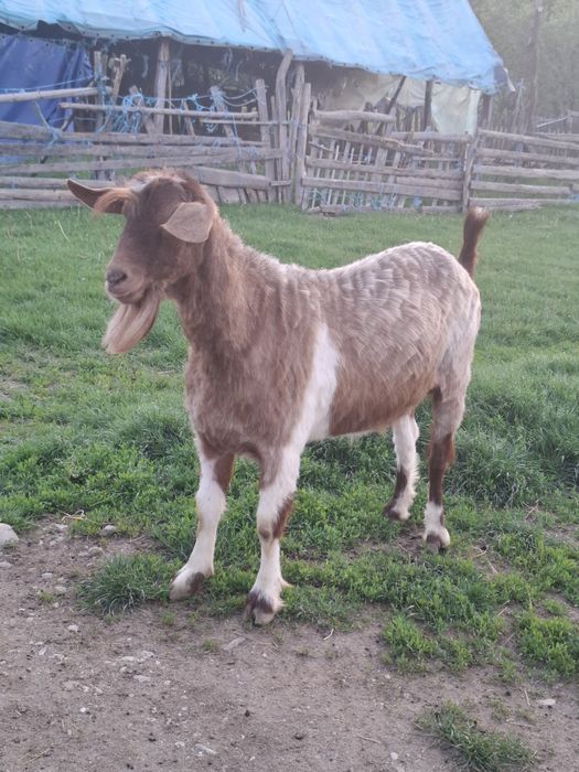 Țap de vanzare. Castrat