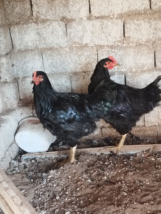 Xoroz joʻja 5 oyli 2 ta 150 mingdan qora shahzoda kelishamiz