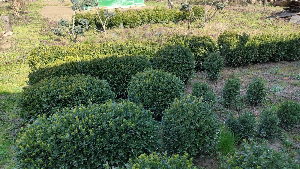 Buxus de vanzare