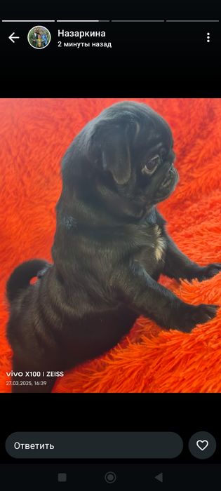 Продажа щенков мопс