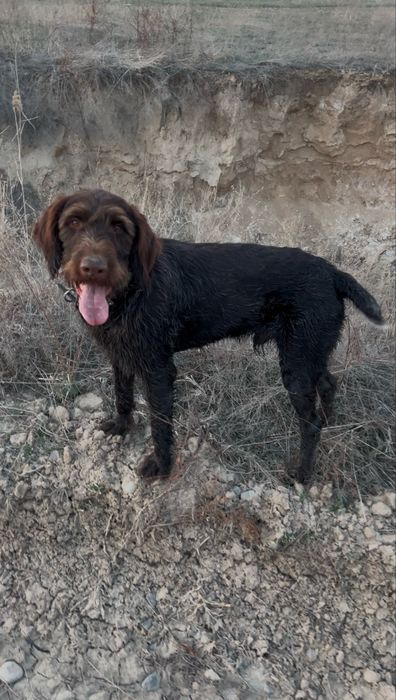 Дратхаар рабочий 2 года