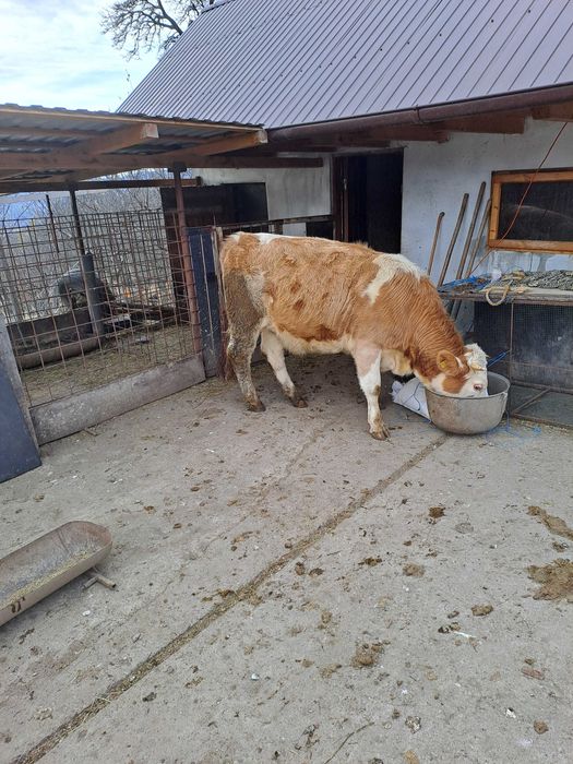 Juninca baltata gestanta