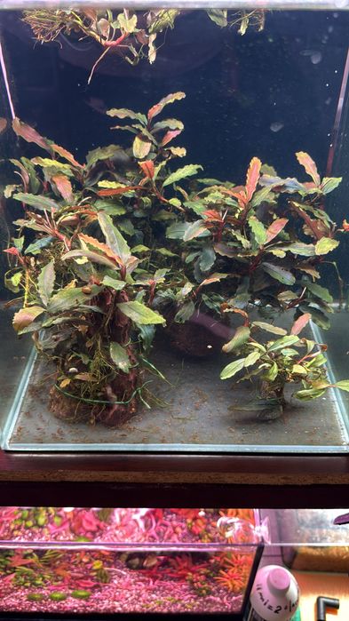Plante acvariu bucephalandra