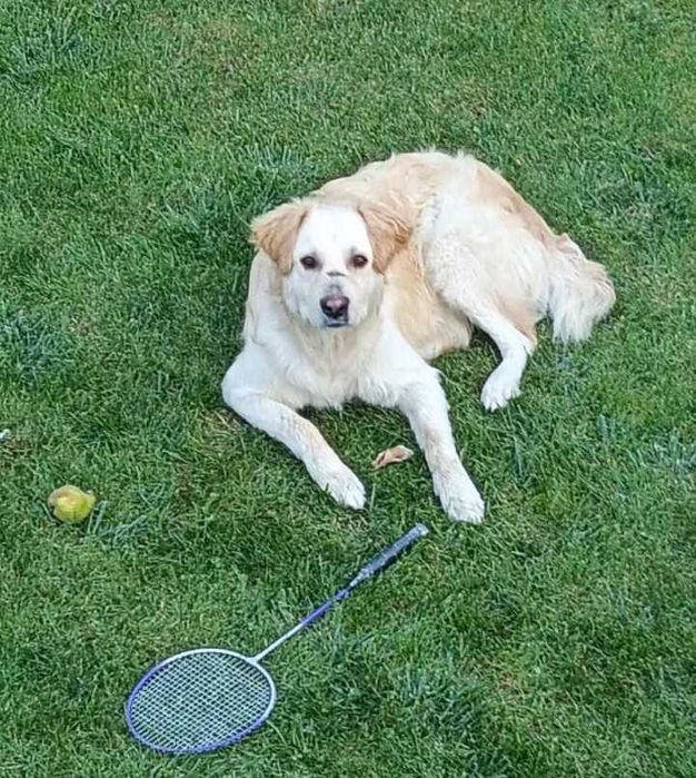 Ofer spre adoptie metis Labrador x Golden Retriever