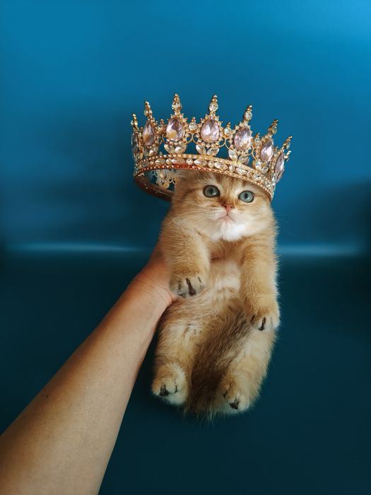 Золотые Шиншиллы Алматы