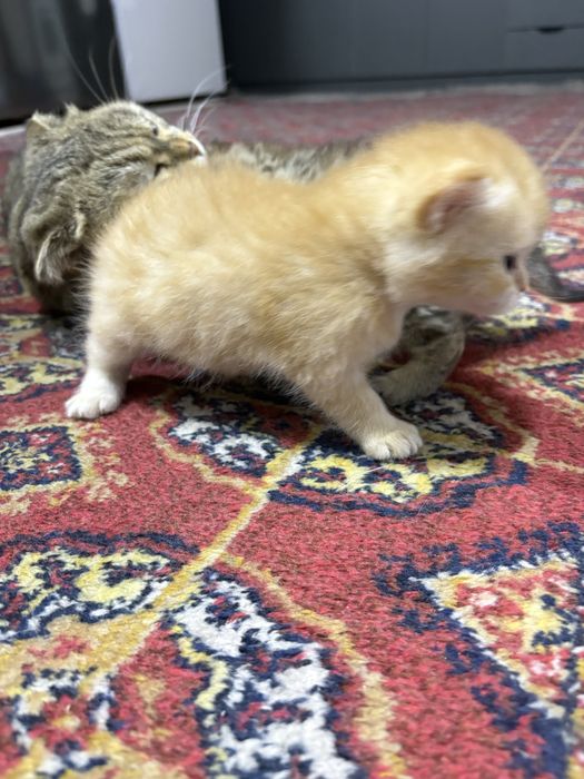 Onasi bilan 2 ta yangi tugʻilgan mushukchalar!