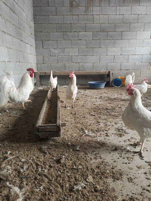 инкубационные яйца леггорна