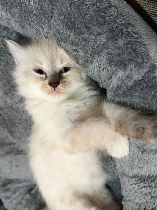 Отдам котёнка в добрые руки