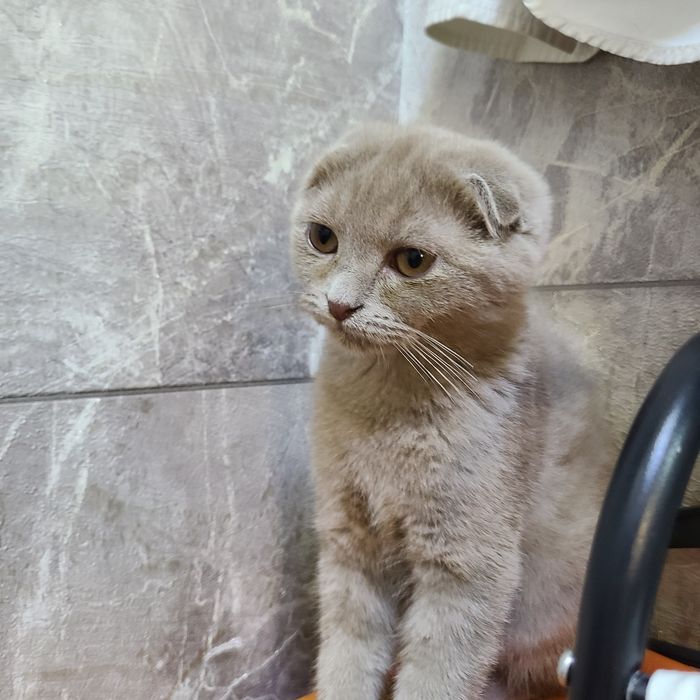 Продаётся котёнок скотиш фолд окрас лиловый