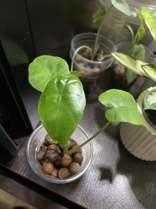 Алоказия лечебная