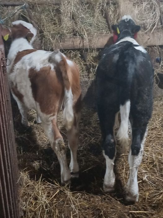 Vita Baltata cu Negru Rom.