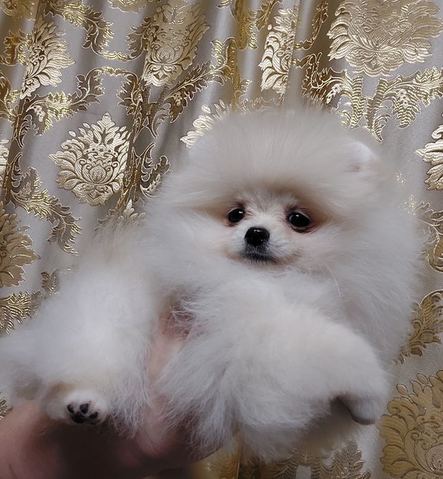 Девочка, померанский шпиц