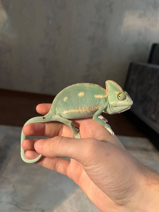 Хамелеон йеменский