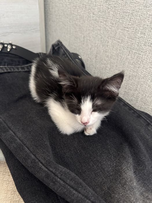 Котик бесплатно черненький