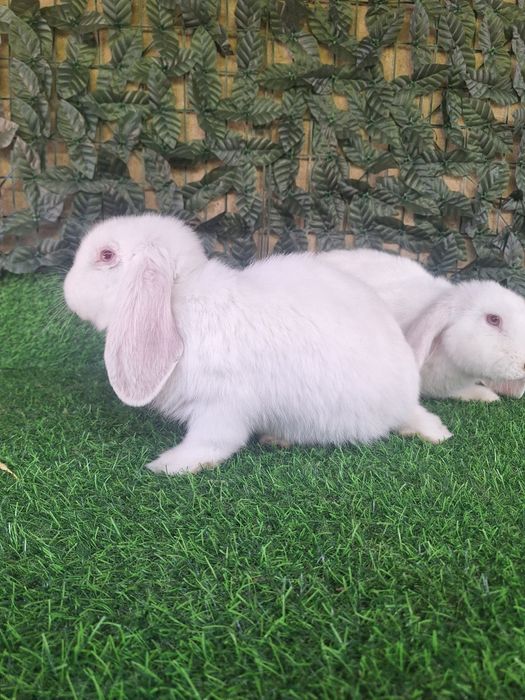 французский баран