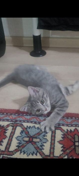 Котенок 1.5 месяца (котик)