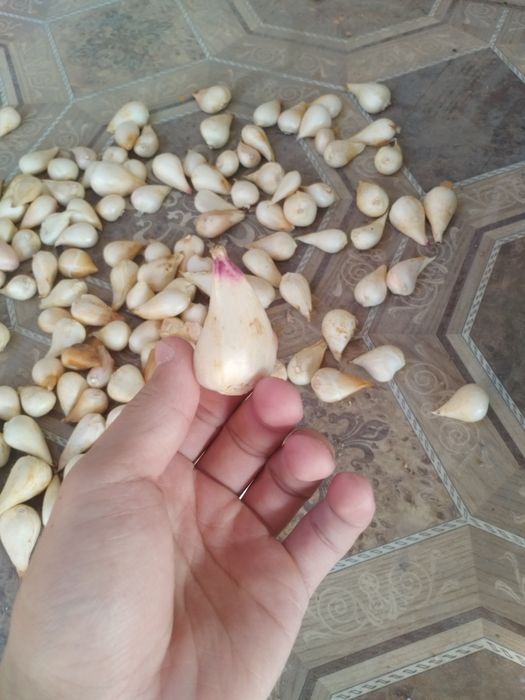 Продается луковицы голландских тюльпанов