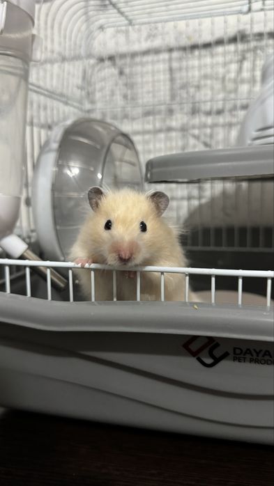 Хомяк в ответственые руки