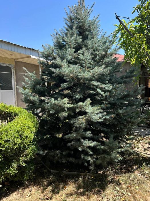 Archa. Archa goluboy yel