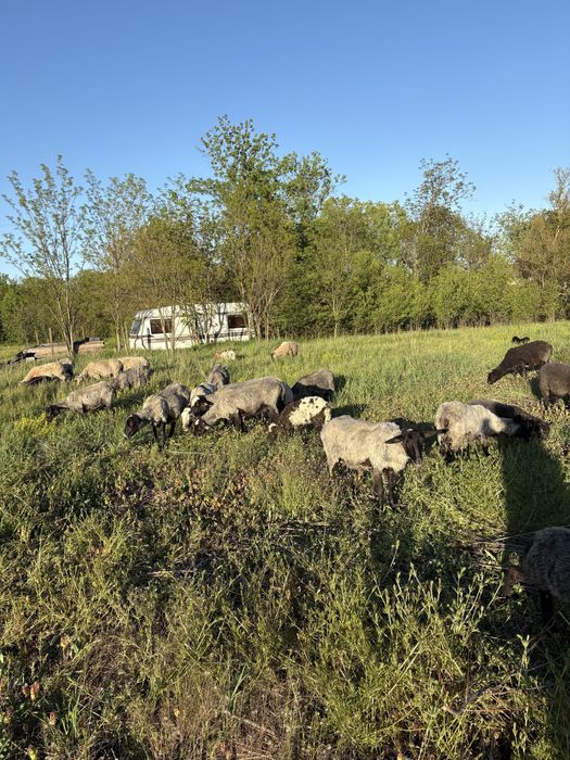 Vând oi romanov cu miei si fara miei